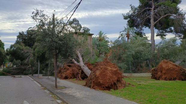 Primeros daños del episodio de vientos violentos en Castelldefels: árboles caídos y calles cortadas