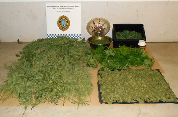 Marihuana decomisada por la Policóa Local de Sant Esteve Sesrovires.