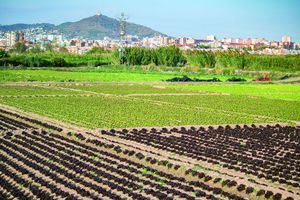 ERC del Baix Llobregat sud se opone a la ampliación de la ZEPA en el Delta del Llobregat sin consulta previa