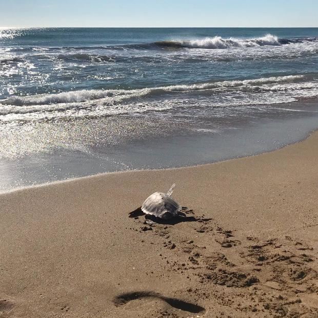 La Fundació Cram recupera y libera 5 tortugas bobas