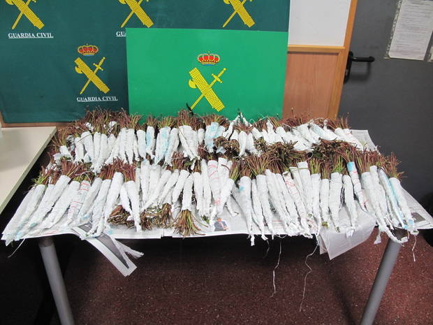 La Guardia Civil interviene, en el Aeropuerto de El Prat, 71 kilos de Khat, la droga blanda del cuerno de África