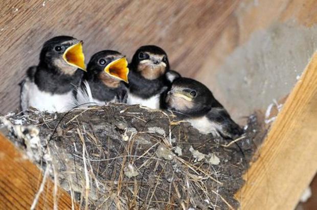 El Ayuntamiento de Martorell se suma al 'Projecte Orenetes' para proteger estas aves y sus nidos