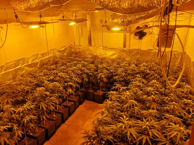 En la operación han sido decomisadas cerca de 700 plantas de marihuana en diferentes estados de maduración, con un peso total de 109 kilogramos (FOTO: Mossos d’Esquadra).