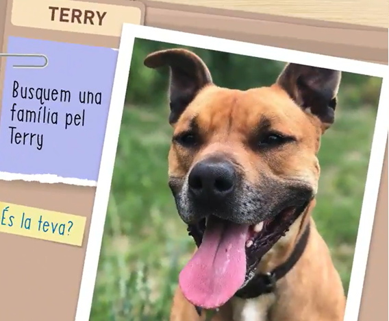 Terry, un perro americano Staffordshire terrier de tres años y medio busca un amo fiel