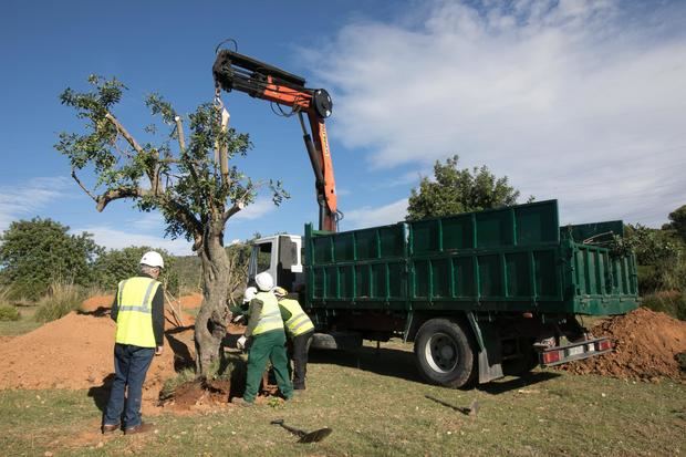 Viladecans planta los primeros 270 árboles del barrio de Llevant en su emplazamiento definitivo