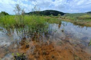 Las balsas del depósito de la Vall de Joan, un hábitat predilecto para los anfibios