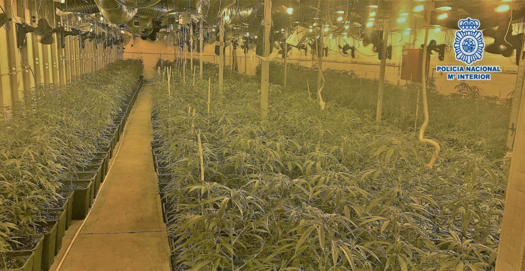 Tráfico de marihuana a gran escala: detenido por cultivar 525 plantas en un domicilio de Begues