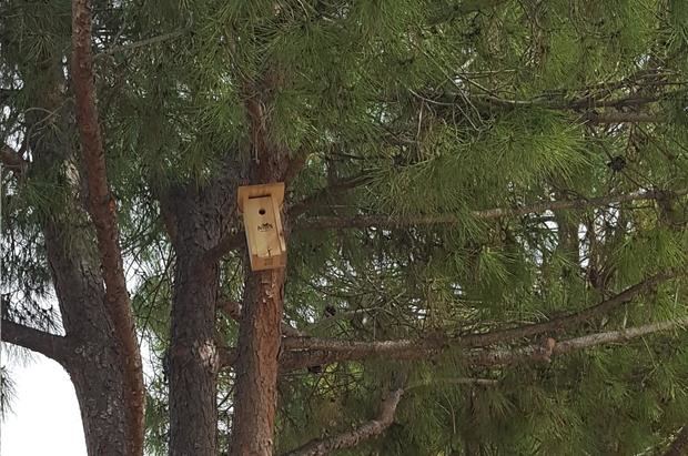Viladecans instala 70 cajas nido para pájaros en sus parques que renaturalizarán la ciudad