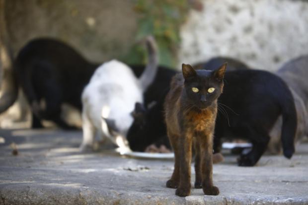 Esplugues encuentra un nuevo hogar para la colonia de gatos del Parque Can Vidaler
