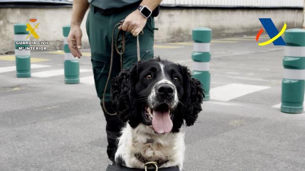 Neo, todo un héroe peludo: el perro que encontró más de 800 kilos de cocaína en café importado