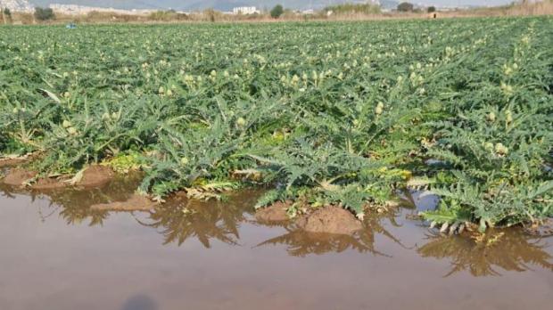 Las cosechas del Parc Agrari del Baix Llobregat después de las lluvias