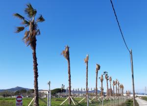 Tradición o modernidad. La batalla por el futuro del Parc Agrari se intensifica con el palmeral