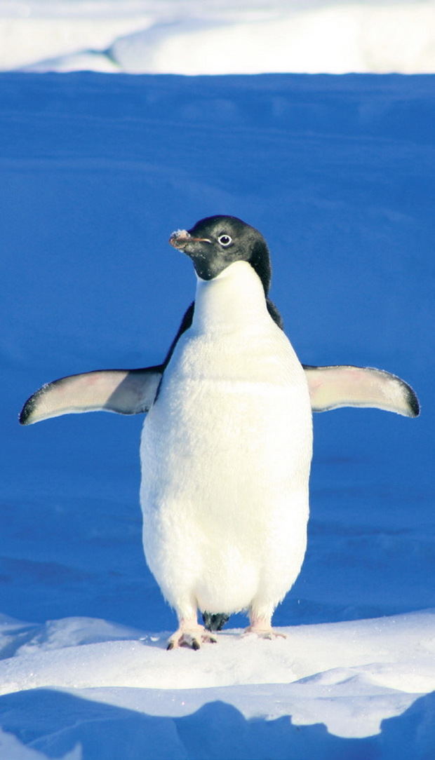 Zora, la pingüina