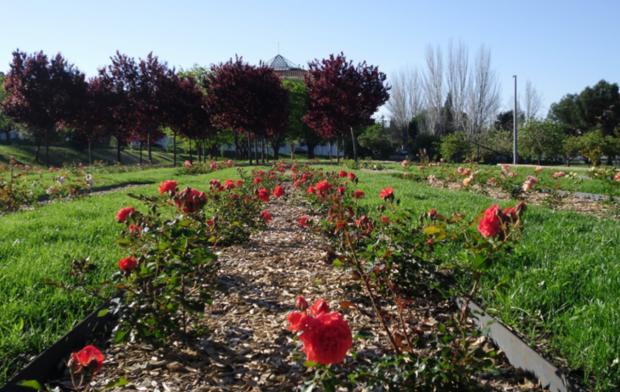 La Festa de les Roses en el parque de Torreblanca inaugura once meses de actividades