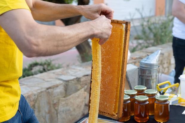 Viladecans honra a sus aliadas medioambientales, las abejas, en su tradicional 'Festa de la Mel'