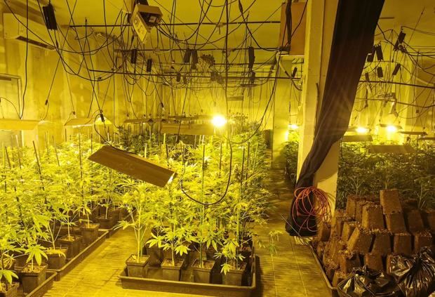 Desmantelada una gran plantación de marihuana en L’Hospitalet valorada en 105.000 euros