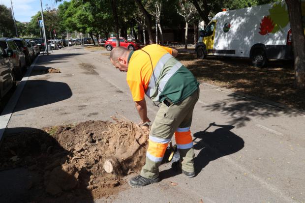 En otoño, L'Hospitalet reverdece: campaña de plantado de árboles