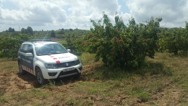 Más vigilancia policial en el Baix Nord por el inicio de la campaña de recogida de la fruta