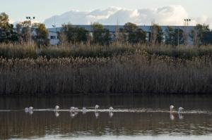 Un paraíso de reposo para flamencos. El Prat inaugura un mirador en los espacios naturales del Delta