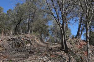 Molins de Rei cuida de los bosques de sus barrios de montaña durante la temporada de invierno