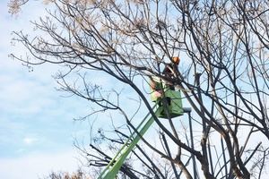 Molins de Rei podará hasta 3.600 árboles durante los meses de invierno