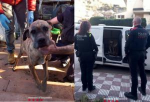 Los Mossos denuncian a un hombre de Abrera por dejar a sus perros descuidados y sin alimentar