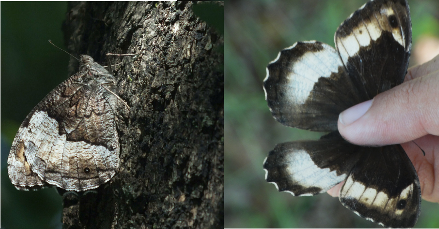 Descubierta una especie insólita de mariposa en el parque de la Costeta de Begues