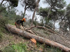 La Serra de Collserola sobrevive a un verano de sequía con menos incendios que en los últimos años