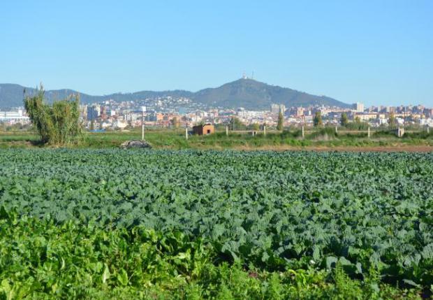 El paraíso agrario que nunca fue: la historia detrás del Parc Agrari del Baix Llobregat