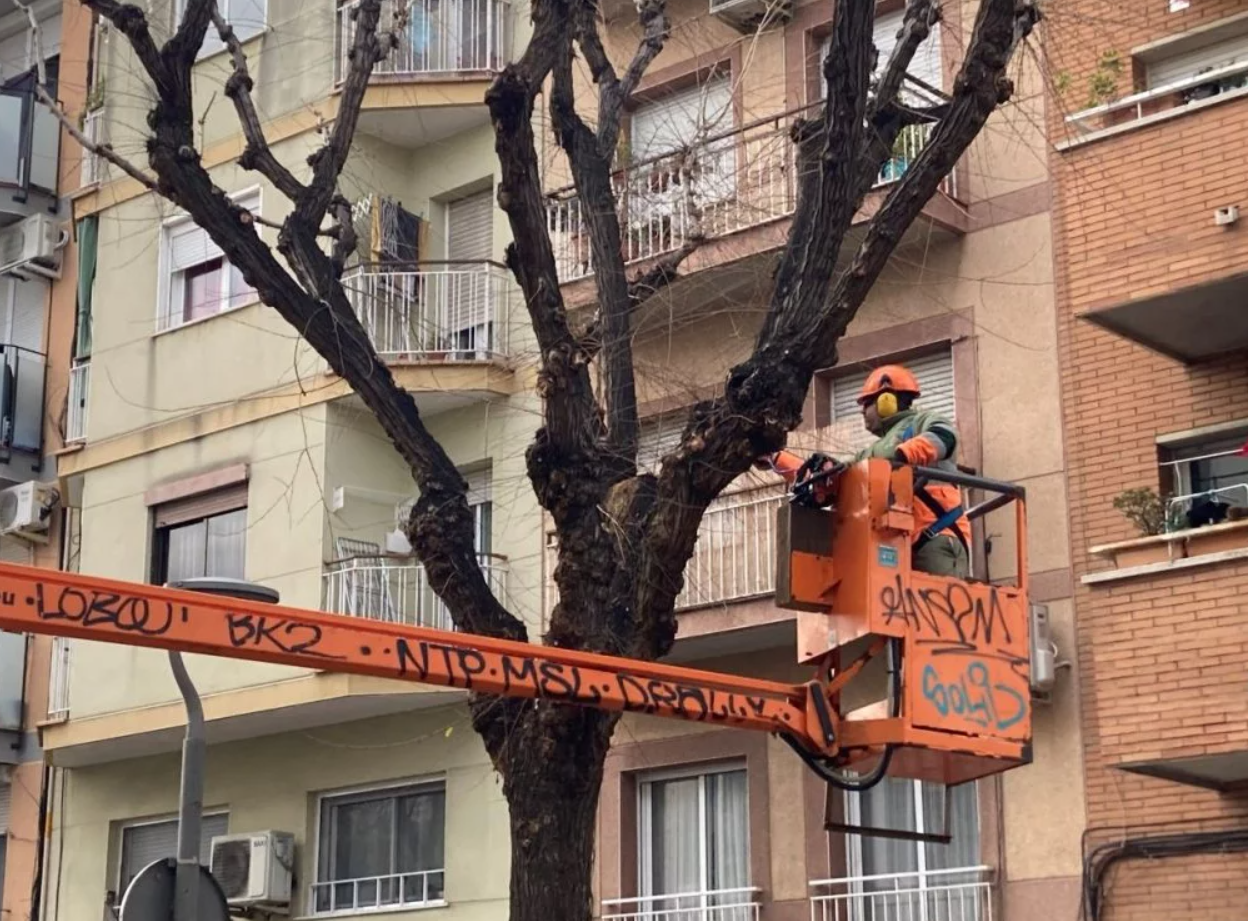 Empieza la poda de árboles que causan molestias en las calles de L'Hospitalet