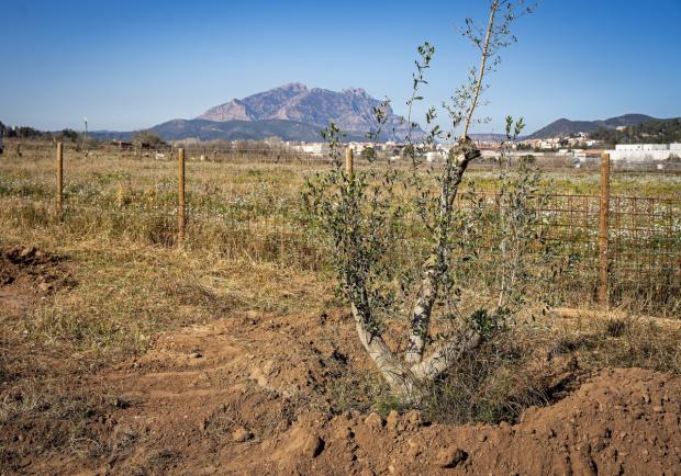 Los campos agrícolas abandonados de Esparreguera se transforman para empezar una nueva vida