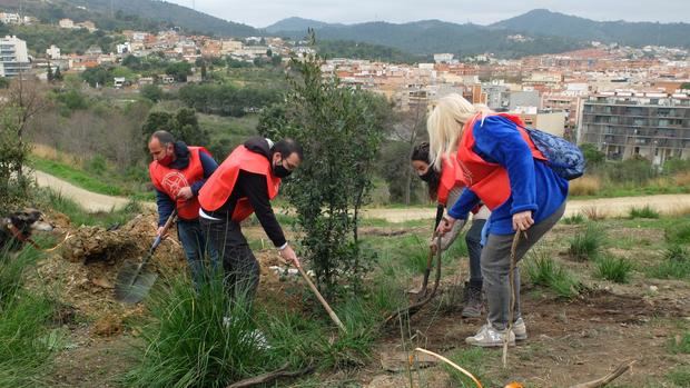 Sant Boi reforesta el sector del parque de la Muntanyeta que se incendió el pasado verano