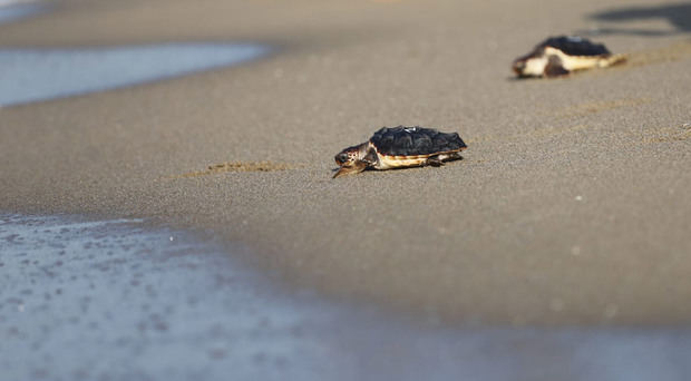 El CRAM libera 12 tortugas marinas en la playa de Castelldefels
