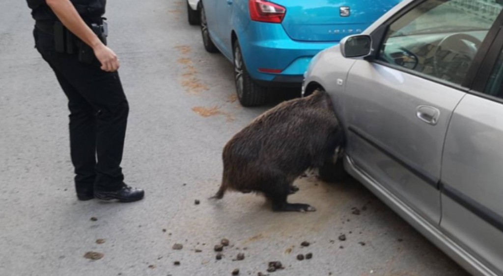 Accidente de tráfico provocado por un jabalí (Autor: Policía Local de Castelldefels)