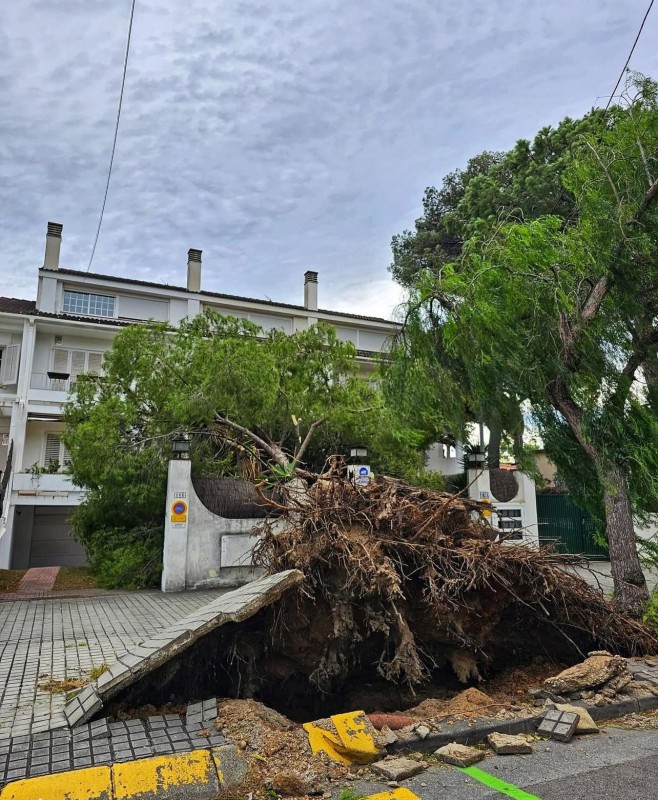 Árbol caído sobre una casa en la calle 5 (entre el Passeig Marítim y la calle Garbí)