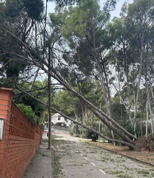 Árbol caído en la avenida 308